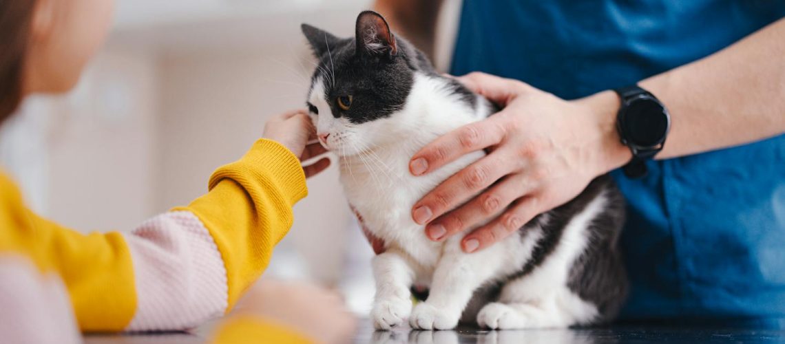 Pourquoi faire stériliser ou castrer mon chat ? Pourquoi faire stériliser ou castrer mon chat ?